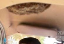 Hombre que conduce con colmena de abejas en su coche causa sensación en China