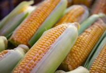 Sin pruebas de daño por maíz transgénico