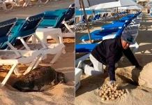 Camastros impiden a tortuga golfina desovar en Los Cabos