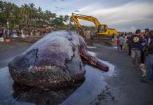 Hallan otra ballena muerta en Bali, la tercera en poco más de una semana