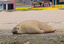 Elefante marino hace visita inusual a playa de Puerto Peñasco