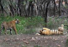 Los tigres prosperan en India
