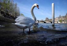 Un reinicio olímpico para el tóxico río Sena