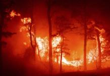 Gran incendio consume bosque de pinos en Nueva Jersey