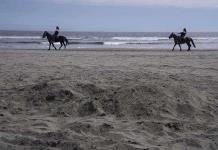 Un lobo de mar mal enterrado en una playa chilena genera conflicto