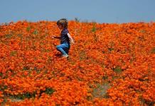 Flores invaden California