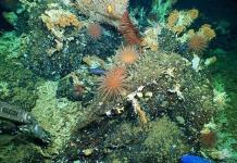 Descubren un inmenso, antiguo y prístino arrecife de coral en las Galápagos