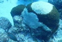 Alertan por Síndrome Blanco, enfermedad en corales en Q. Roo