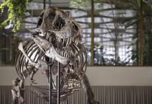 Subastan en menos de lo esperado descomunal esqueleto de tiranosaurio rex en Suiza