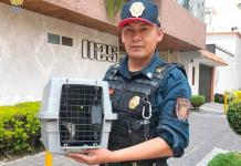 Gato se atora en tubería de edificio y policías los rescatan en CDMX