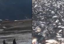 Reportan muerte de miles de peces por sequía de laguna en Hidalgo