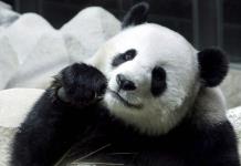 Expertos chinos hallan por primera vez un esqueleto entero de panda en una tumba imperial