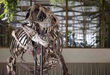 El tiranosaurio subastado en Suiza será expuesto permanentemente en Bélgica