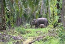 Futuro de los elefantes depende de proteger su entorno frente al desarrollo, dice experta
