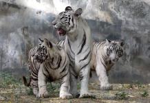 Dos cachorros de tigre blanco son presentados en público en la India
