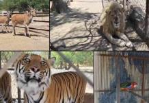 Incautan 10 tigres y 5 leones en estado de Jalisco