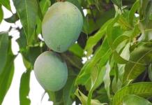 Conoce para qué sirve la infusión de hojas de mango