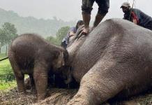 Agónico rescate de bebé elefante y su madre en Tailandia