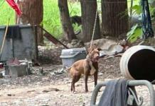 Clausuran criadero de perros tras denuncias por maltrato animal