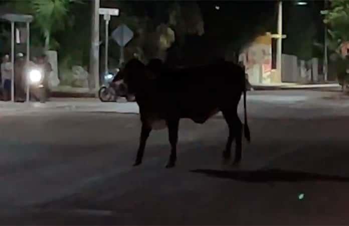 Imagen: Captura de video