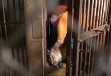 Transfieren animales de zoológico de Puerto Rico a Colorado