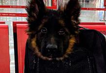 Inicia cuenta regresiva para llegada de cachorro turco a México