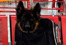 Llega a México el cachorro donado por Turquía tras la muerte de Proteo
