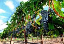 Gana terreno la industria vitivinícola