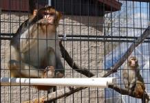 EEUU padece escasez de monos para investigación médica