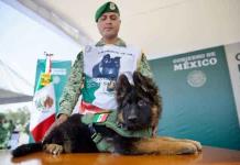 “Arkadas”, nuevo perro rescatista