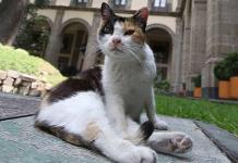 La historia de los gatos de San Lázaro