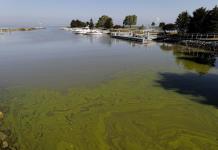 Fijan plazo para plan contra algas tóxicas en Lago Erie