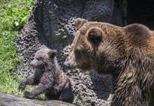 Zoológico de Guatemala presenta a oso pardo nacido en cautiverio