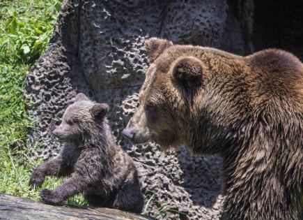 Encuentro mortal con un oso en Montana