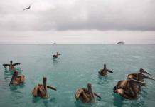 Ecuador compra deuda para conservación en Galápagos