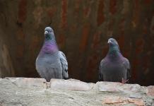 Multan a mujer en España por darle de comer a centenares de palomas