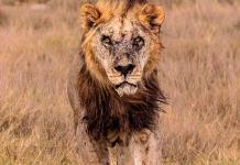 Pastores matan en Kenia a Loonkito, el león en libertad más viejo de África