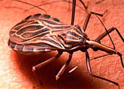 EPA alerta sobre se&ntilde;ales y protecci&oacute;n contra chinches de cama