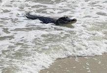 Caimán surfista se relaja entre las olas de una playa de Alabama