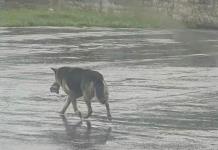 Nikki, la perra que se viralizó por deambular con peluche en EE.UU.