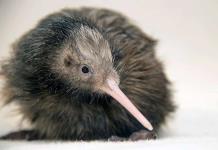 El Zoo de Miami se disculpa por polémico video de un kiwi, ave nacional de Nueva Zelanda