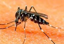 Los casos de dengue se incrementarán en Perú por El Niño, alertan