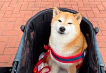 Perro Cheems muestra mejorías en su salud Perro Cheems muestra mejorías en su salud