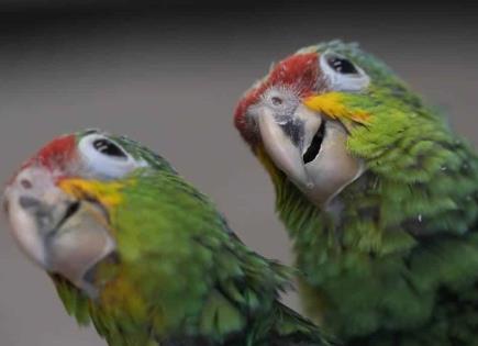 Caso de Contrabando de Aves en Puerto Rico