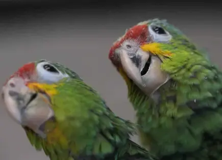 Desaparición del 38% de aves tropicales por olas de calor extremo