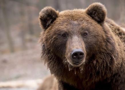 Ataque de oso en Japón deja policías heridos