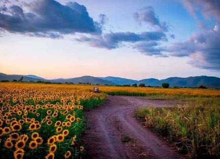 Beneficios de las semillas de girasol para la salud durante el embarazo