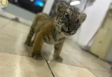 Entrega de cachorro de tigre de bengala a Profepa en Quintana Roo
