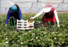 Inflación y clima, retos para el campo