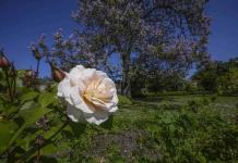 El Jardín del Perfumero de Versalles transporta al público en el tiempo El Jardín del Perfumero de Versalles transporta al público en el tiempo